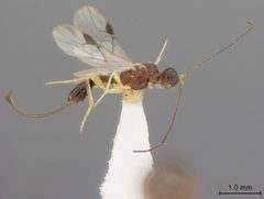 Heterospilus falcatus by the Smithsonian. Used under a CC0 license.