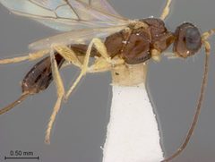 Heterospilus falcatus by the Smithsonian. Used under a CC0 license.