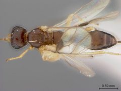 Heterospilus falcatus by the Smithsonian. Used under a CC0 license.