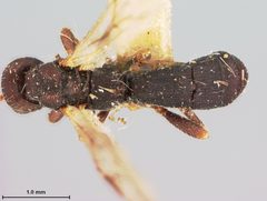 Heterospilus texanus by the Smithsonian. Used under a CC0 license.