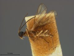 Hormius atriceps by the Smithsonian. Used under a CC0 license.