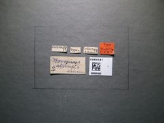 Hormius atriceps by the Smithsonian. Used under a CC0 license.