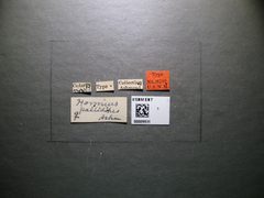Hormius pallidipes by the Smithsonian. Used under a CC0 license.