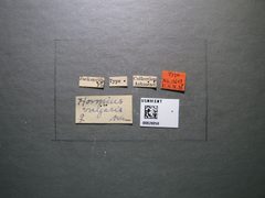 Hormius vulgaris by the Smithsonian. Used under a CC0 license.