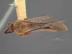 Hypomicrogaster nephta by the Smithsonian. Used under a CC0 license.