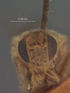 Hypomicrogaster nephta by the Smithsonian. Used under a CC0 license.