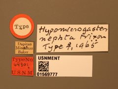 Hypomicrogaster nephta by the Smithsonian. Used under a CC0 license.