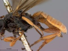 Ichneutes abdominalis by the Smithsonian. Used under a CC0 license.