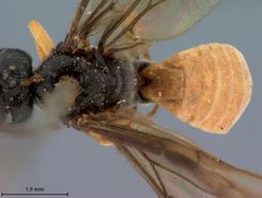 Ichneutes abdominalis by the Smithsonian. Used under a CC0 license.