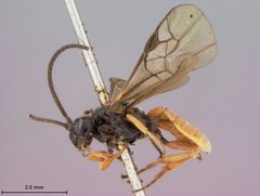 Ichneutes abdominalis by the Smithsonian. Used under a CC0 license.