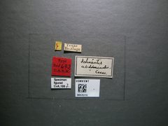 Ichneutes abdominalis by the Smithsonian. Used under a CC0 license.