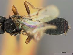 Ichneutes alaskensis by the Smithsonian. Used under a CC0 license.