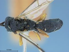 Ichneutes popoffensis by the Smithsonian. Used under a CC0 license.