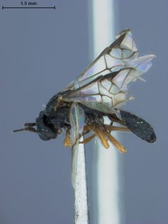 Ichneutes popoffensis by the Smithsonian. Used under a CC0 license.