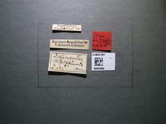 Ichneutes popoffensis by the Smithsonian. Used under a CC0 license.