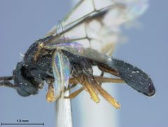 Ichneutes popoffensis by the Smithsonian. Used under a CC0 license.