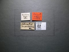 Iphiaulax annulitarsis by the Smithsonian. Used under a CC0 license.