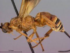 Iphiaulax annulitarsis by the Smithsonian. Used under a CC0 license.