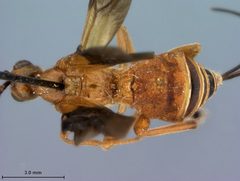 Iphiaulax annulitarsis by the Smithsonian. Used under a CC0 license.