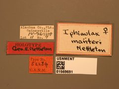 Iphiaulax manteri by the Smithsonian. Used under a CC0 license.