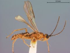 Iphiaulax trinotata by the Smithsonian. Used under a CC0 license.