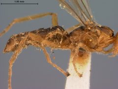 Iphiaulax trinotata by the Smithsonian. Used under a CC0 license.