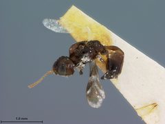 Leiophron fuscipennis by the Smithsonian. Used under a CC0 license.