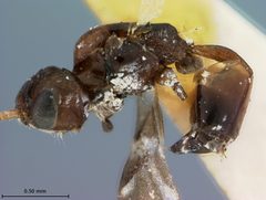 Leiophron fuscipennis by the Smithsonian. Used under a CC0 license.