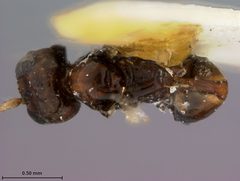 Leiophron fuscipennis by the Smithsonian. Used under a CC0 license.