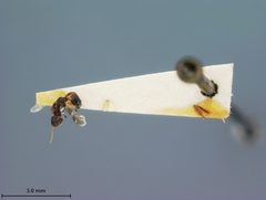 Leiophron fuscipennis by the Smithsonian. Used under a CC0 license.