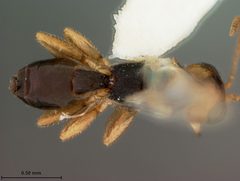 Leiophron pallidipennis by the Smithsonian. Used under a CC0 license.
