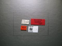 Leiophron pallidipennis by the Smithsonian. Used under a CC0 license.