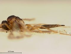 Lysiphlebus japonicus by the Smithsonian. Used under a CC0 license.
