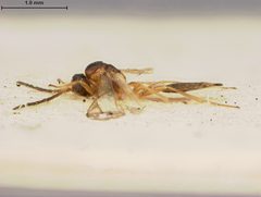 Lysiphlebus japonicus by the Smithsonian. Used under a CC0 license.