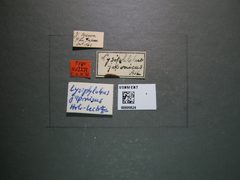 Lysiphlebus japonicus by the Smithsonian. Used under a CC0 license.