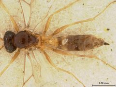 Lysiphlebus japonicus by the Smithsonian. Used under a CC0 license.