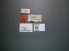 Lysiphlebus japonicus by the Smithsonian. Used under a CC0 license.