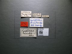 Lysiphlebus minutus by the Smithsonian. Used under a CC0 license.