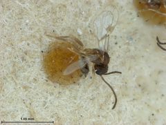 Lysiphlebus minutus by the Smithsonian. Used under a CC0 license.