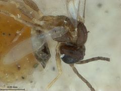 Lysiphlebus minutus by the Smithsonian. Used under a CC0 license.