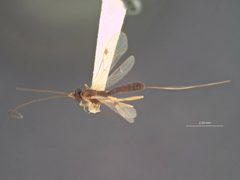 Macrocentrus amicroploides by the Smithsonian. Used under a CC0 license.