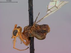 Macrocentrus clypeatus by the Smithsonian. Used under a CC0 license.