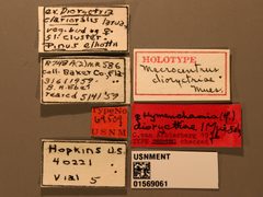 Macrocentrus dioryctriae by the Smithsonian. Used under a CC0 license.