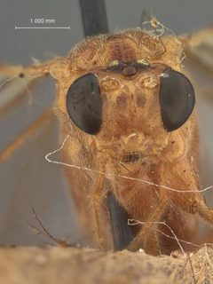 Macrocentrus gravitarsis by the Smithsonian. Used under a CC0 license.