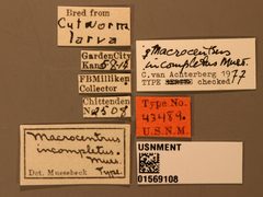 Macrocentrus incompletus by the Smithsonian. Used under a CC0 license.