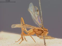 Macrocentrus pallidus by the Smithsonian. Used under a CC0 license.