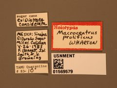 Macrocentrus prolificus by the Smithsonian. Used under a CC0 license.