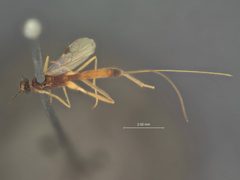 Macrocentrus pyraustae by the Smithsonian. Used under a CC0 license.