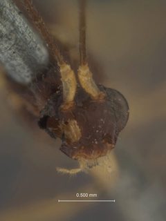 Macrocentrus pyraustae by the Smithsonian. Used under a CC0 license.