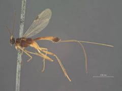 Macrocentrus pyraustae by the Smithsonian. Used under a CC0 license.